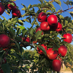 預購免運★7個工作日內出貨【一起買】紐西蘭Organic Gala 有機蘋果, , large