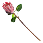ARTFIACIAL PROTEA CYNAROIDES SPARY-FUCHSIA, , large