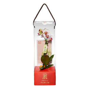 Orchid Gift Box