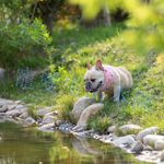 【寵愛生活本舖】-SML號-寵物涼感圍脖 寵物降溫 S、M、L號涼感造型圍脖 寵物冰圍脖, , large