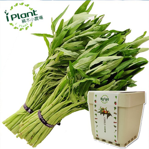 water spinach