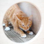 【paipaipets】Cat Scratcher Cardboard - 32, , large