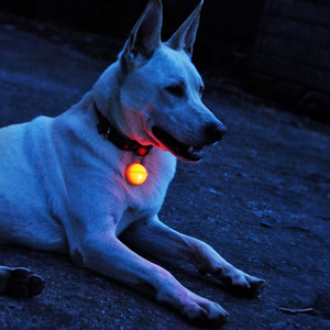 dog bell