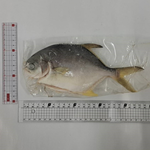 Snubnose Pompano, , large