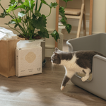 [Fore Wind]Meow-Servant SUPURE！Cat Tofu Litter 1.5mm x 3bags, , large