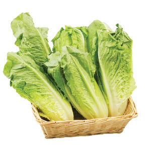 Imported Romaine Heart 