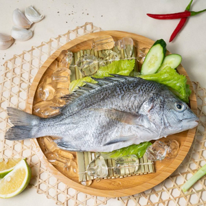 Black sea bream