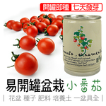 tomato, , large