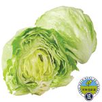 CQL Iceberg Lettuce, , large