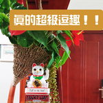 &ldquo;No Bad Customers!&rdquo; 【Middle Finger Maneki Neko】Funny and playful &mdash; a must-have for shops and businesses., , large