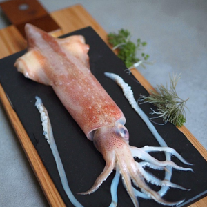 Neritic Squid