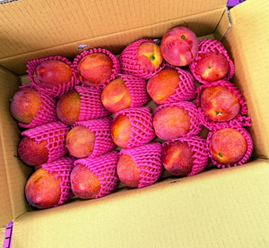 Irwin Mango