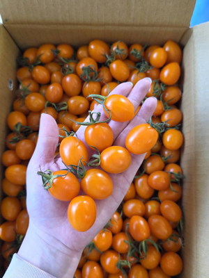 Orange Cherry Tomato