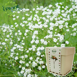 Gypsophila, , large