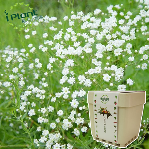 Gypsophila