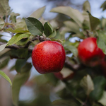 預購免運★11月下旬依序出貨【一起買】華盛頓有機Envy 愛妃蘋果 / 原裝箱80-88顆, , large