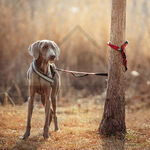 【寵愛生活本舖】六合一彈力緩衝牽繩 斜挎牽繩 防暴衝牽繩 斜背牽繩, , large