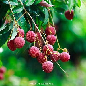 Yuhebao Litchi 1.8KG