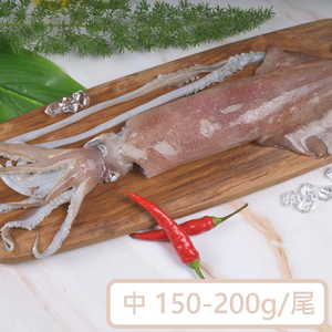 Neritic Squid