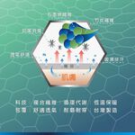 【BVD】石墨烯1/2乾爽氣墊襪5入-M-B665 襪子/短襪/除臭襪, , large