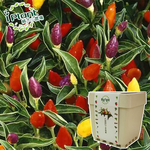 Plant, , large