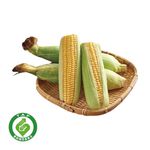 履歷玉米2入-進, , large
