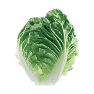 Chinese Cabbage(PC)
