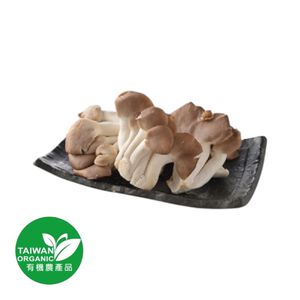 CFBIO Oyster Mushroom