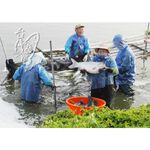 【台灣好漁】卡啦鮮脆鯛魚塊 250g±10% (國產鯛魚/方便好料理), , large