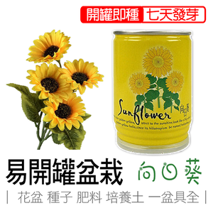 【心安購物】iPlant易開罐盆栽-向日葵