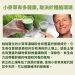 伯格醫生/柏格醫生dr berg@官方獨家代理小麥草汁粉, , large