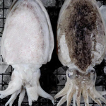 【吾家有貓-海鮮屋 】特級鮮Q厚實大花枝 約350克重 減脂/年菜 聖品, , large