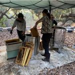 [皇廷] Wildflower honey 120g, , large