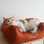 【paipaipets】Latex Pet Bed with cotton sheets - Maple Orange , , large