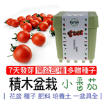 【心安購物】iPlant積木盆栽-小番茄, , large