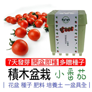 【心安購物】iPlant積木盆栽-小番茄