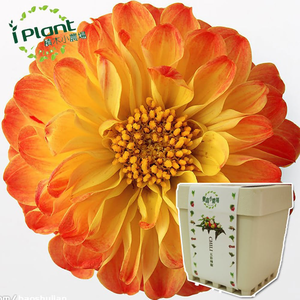 Dahlia