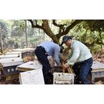 [皇廷] 頂級天然龍眼蜜1100g+蒲鹽花蜂花粉300g+茶花蜂花粉300g — 養生禮盒E, , large