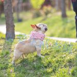 【寵愛生活本舖】-SML號-寵物涼感圍脖 寵物降溫 S、M、L號涼感造型圍脖 寵物冰圍脖, , large