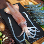 Neritic Squid, , large