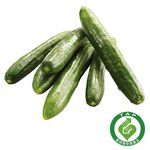 CFPLB_Little Cucumber, , large