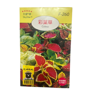 Skystar Coleus &ndash; Flower Seeds