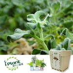 Ice cauliflower, , large