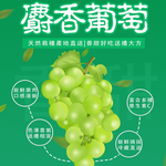 【一等鮮】韓國麝香葡萄禮盒3盒(600gx2串/盒)(免運費), , large