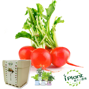 Cherry radish