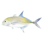 【洄遊吧FISH BAR】甘仔魚魚片(巴布亞鰺) 200g x 2包, , large
