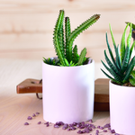 MINI ARTIFICIAL CACTUS PLANT , , large
