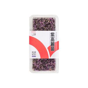Purple cabbage seedling