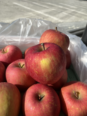 Aomori Honey Fuji Apple