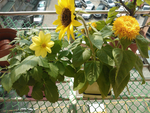 【心安購物】iPlant積木盆栽-青蔥, , large